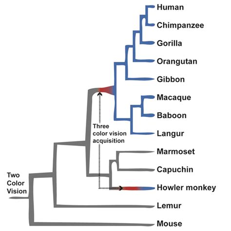 Image result for Primate Evolution Tree