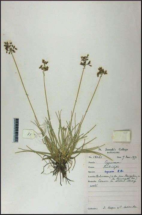 Herbarium JCB