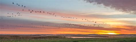 Das Frühlingserwachen der Kraniche – Die Kranichbalz, Max Hünten Haus ...