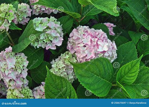 Hydrangea Macrophylla, Bigleaf French Hydrangea, Hortensia in Garden ...