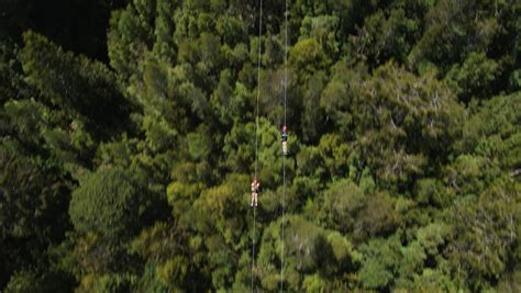 West Coast Tree Top Walk & Tower Zipline Combo | Activities & Day Trips in West Coast, New Zealand