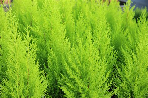 Lemon Cypress – wallacegardencenter