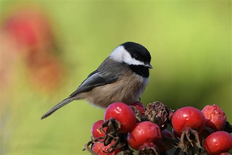 Maine State Bird – Chickadee – 50States.com