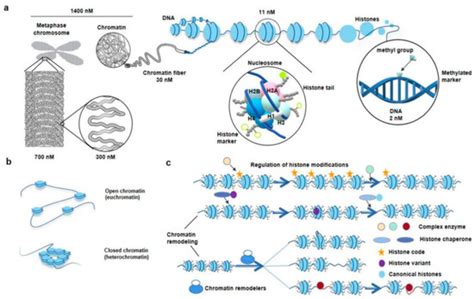 Genes | Special Issue : DNA and RNA Epigenetics and Transcriptomics ...