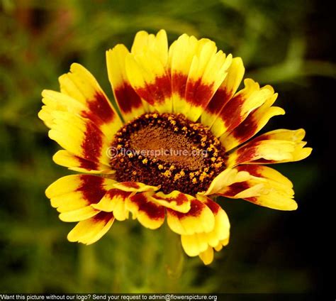 Annual Chrysanthemum Yellow Maroon Banglore Flower Show Jan 2013