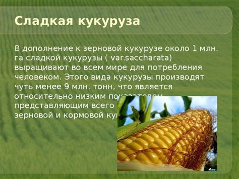 Презентация "Кукуруза". 6 класс.