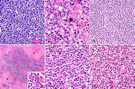 Histopathological features and immunophenotyping of canine transmural ...