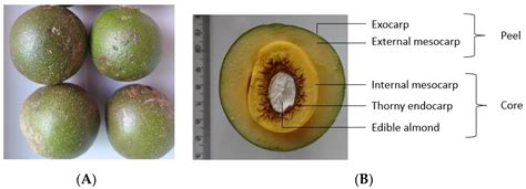 Phenolic Compounds Characterization of Caryocar brasiliense Peel with ...