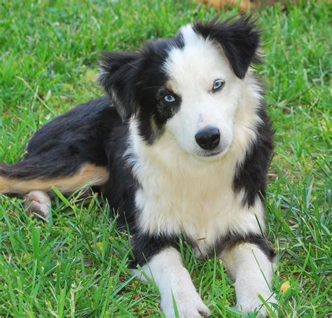 Stunning Black Tri Australian Shepherd with Blue Eyes