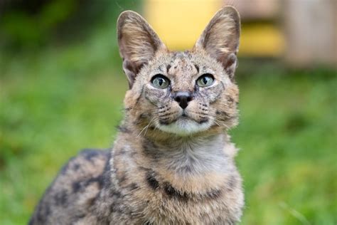 Lynx Cat Domestic