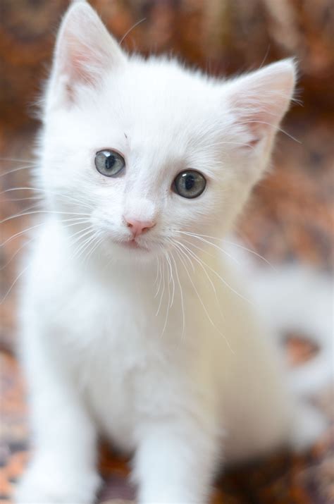 cat pictures white