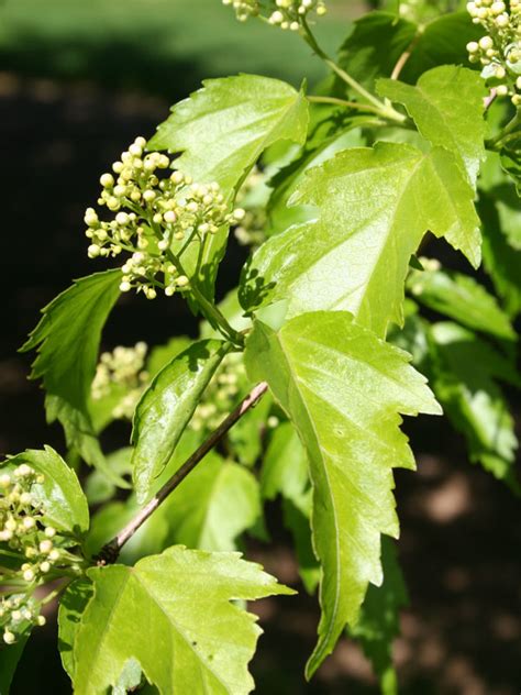 flashfire maple tree problems 的图像结果