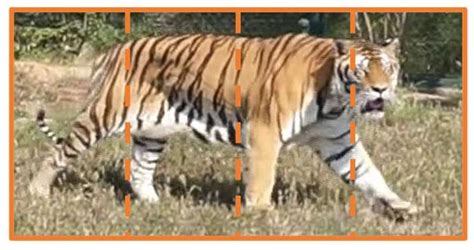 A Serial Multi-Scale Feature Fusion and Enhancement Network for Amur ...