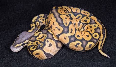 Image result for Fire Pastel Ball Python