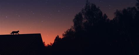 Download wallpaper 2560x1024 cat, silhouette, pet, roof, stars ...