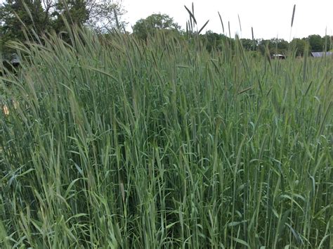 Cover crops – Sustainable Market Farming