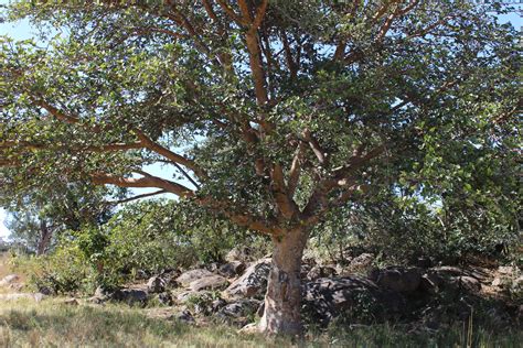 untangle your roots from these amazing details on 15 of Zimbabwe’s indigenous trees - ZimbOriginal