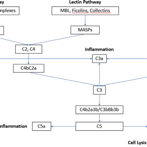 Image result for Complement Pathways