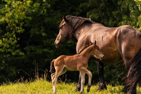 Horse Gestation: Pregnancy Symptoms and Care Tips for Healthy Mares ...