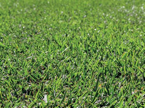 4 Best Drought Tolerant Grass | Turf Types | myhomeTURF