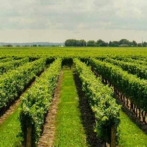 OrganicDews Trichoderma Viride Powder(1 Kg) + Pseudomonas Fluorescens ...