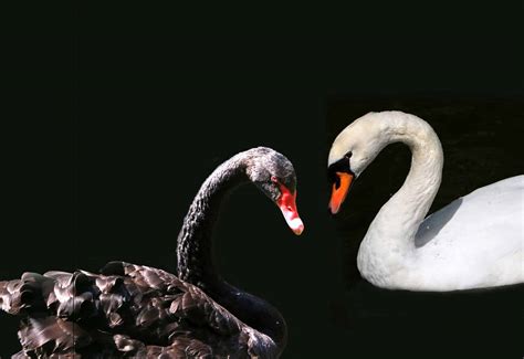 Black Swan Theory - Scimar