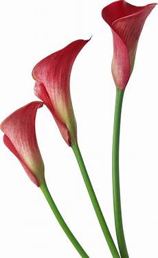 Calla Clipart by Transparent Calla Lilies Flowers Clipart Gallery Calla Clipart