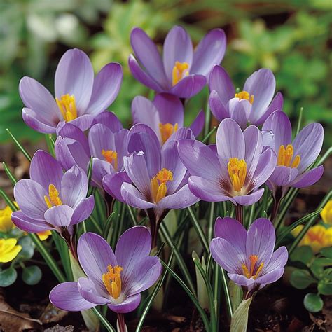 Beautiful Spring Flowers in India: Names, Photos & Blooming Tips for Spring