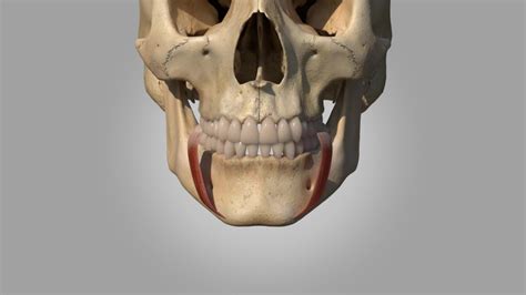 Musculus depressor anguli oris - DocCheck