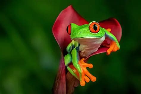 Image result for Tree Frog Terrarium