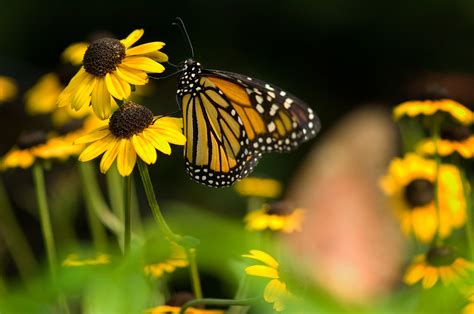 Vegetation Management – Research News