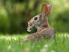 Image result for Kritter Care Rabbit