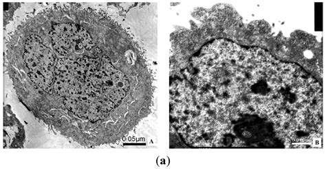 The Anti-Cancer Potency and Mechanism of a Novel Tumor-Activated Fused ...