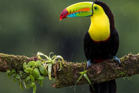 Exotic Danxce 的图像结果