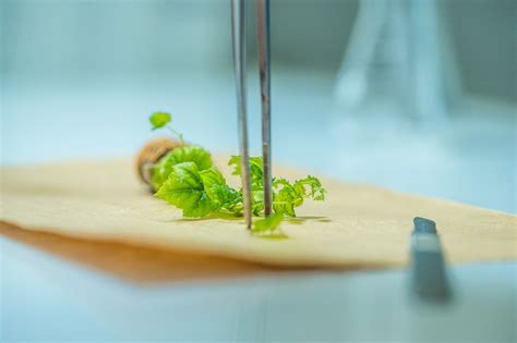 Academic calendar • UNG