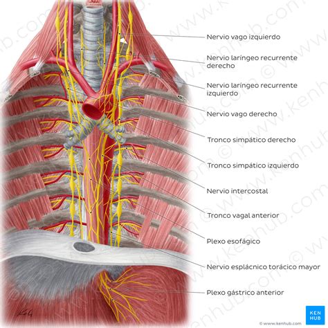Nerves of the esophagus (Spanish) – Kenhub Image License Store