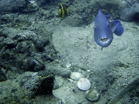 Image result for Using a Fish