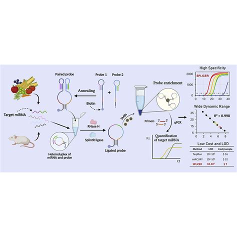 cDNA Synthesis Protocol 的图像结果
