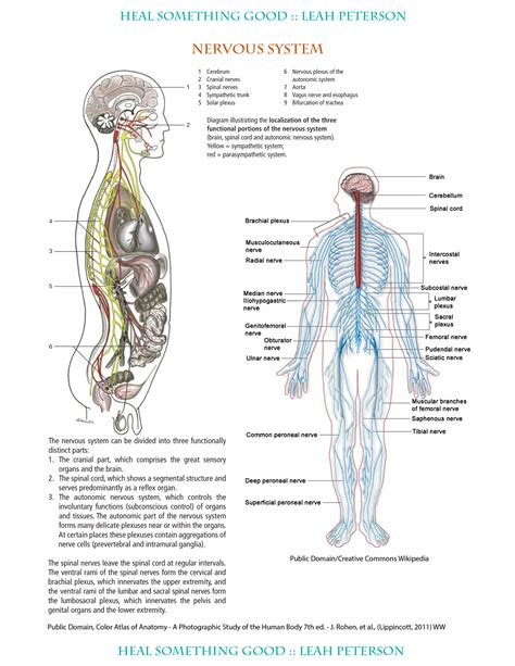 Chart – Nervous System – Heal Something Good