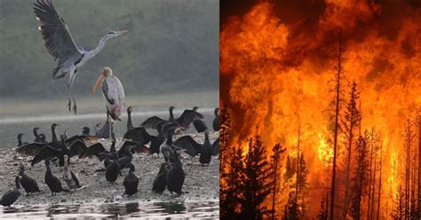 Hundreds Of Birds And Animals Burn To Death After Fire Breaks Out In ...