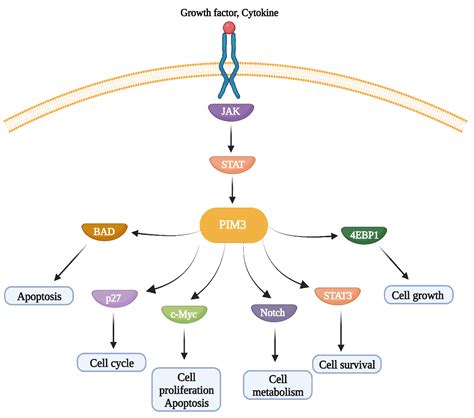 PIM3 Kinase: A Promising Novel Target in Solid Cancers
