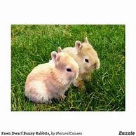 Image result for Dwarf Bunny Species