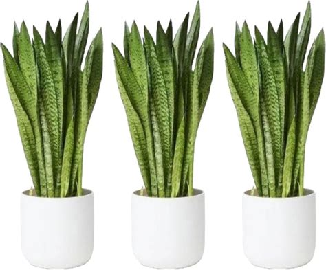 Live Indoor Plant | Good Luck Sanseveria Plant pack of 3 | Snake Plant ...