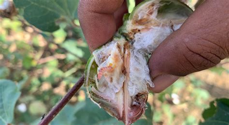 In Punjab and Haryana, Acres of Infestation Leave Cotton Farmers Devastated