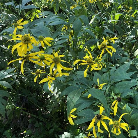Cutleaf coneflower (Rudbeckia laciniata), Nojoshing Trail | Flickr
