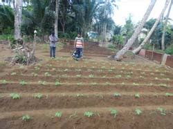 Integrated Farming for Tribal of Nicobar Islands | ICAR