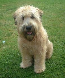 soft coated wheaten terrier haircut photos diesel soft soft coated wheaten terrier haircut photos soft coated wheaten terrier haircut photos diesel soft coated wheaten terrier haircut photos diesel soft soft coated wheaten terrier haircut photos soft coated wheaten terrier haircut photos diesel