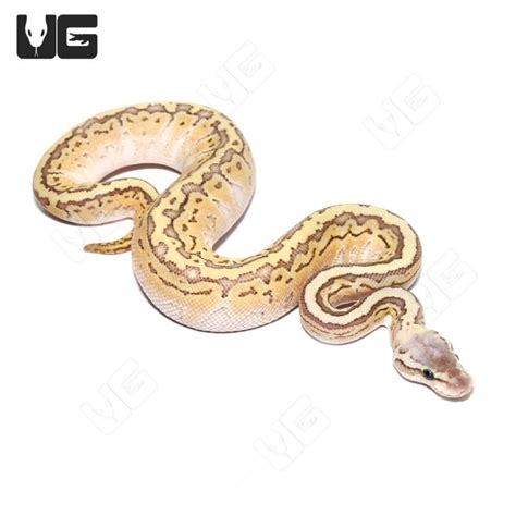 Image result for Enchi Pinstripe Ball Python
