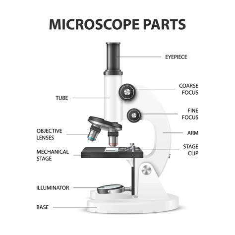 Basic Microscope Use 的图像结果