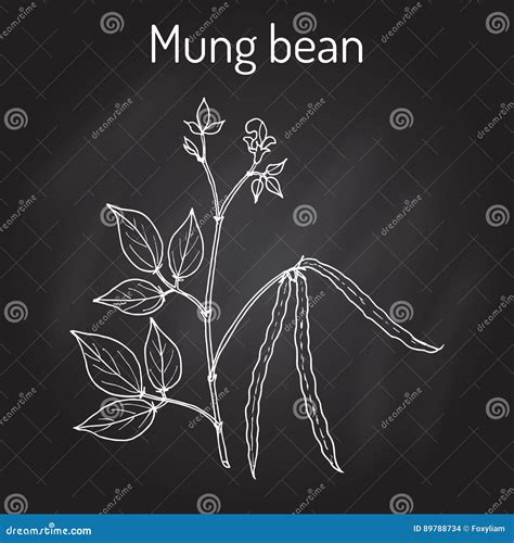 Mung Bean Sprout Pixel Art Vector Drawing | CartoonDealer.com #308501345